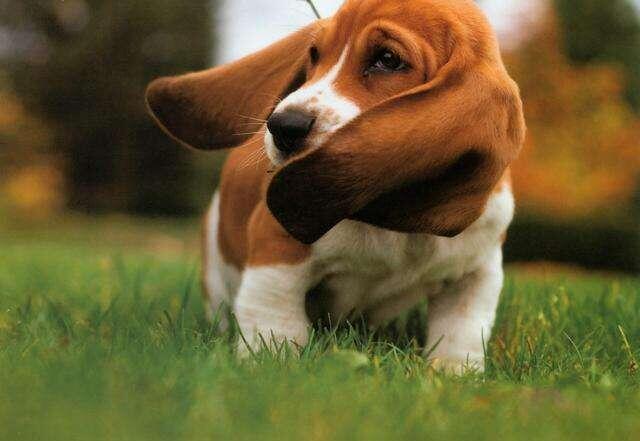 盘点一下狗界活得最久的狗狗,盘点七种强大无敌的狗狗