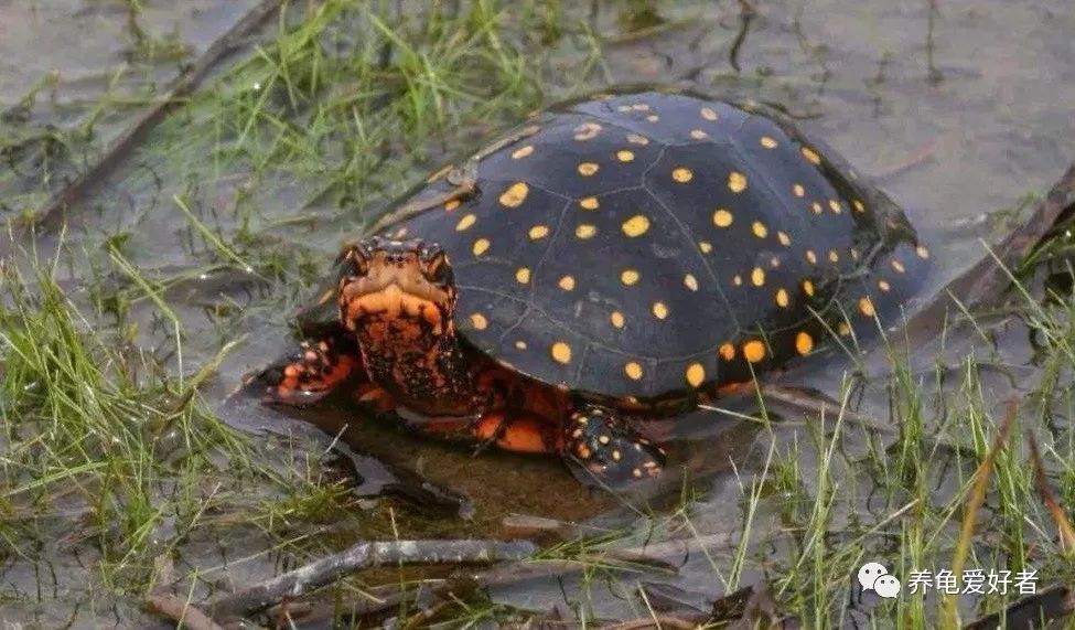 龟苗可以冷水过冬吗,什么季节适合入手龟苗