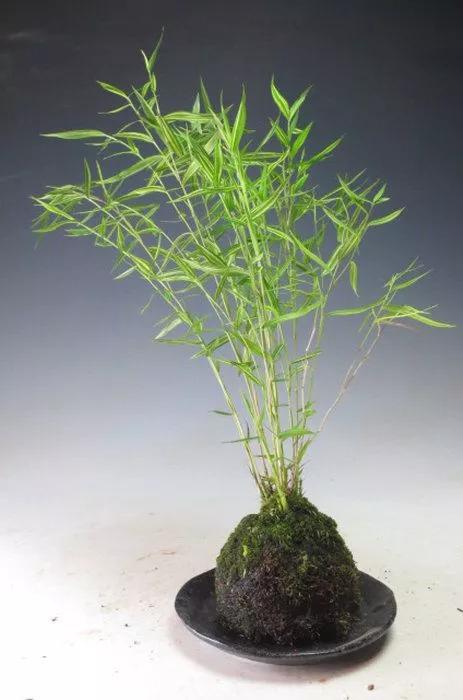 花中四君子为何是梅兰竹菊,花中四君子梅兰竹菊的顺序