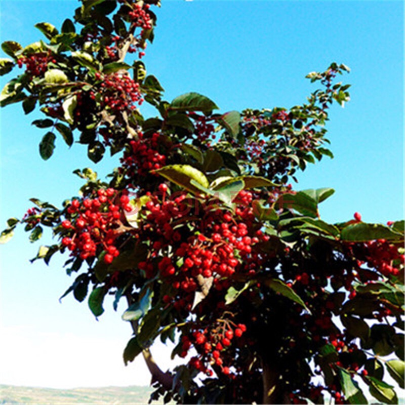 花椒树的传说故事,花椒树故事视频