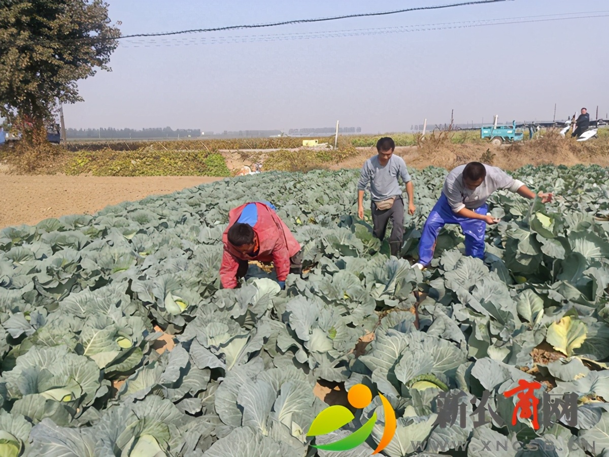 平度市仁兆镇甘蓝丰收销售忙（图）