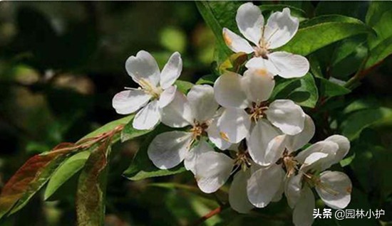 海棠花叫断肠花的故事,海棠花又名断肠花有毒吗