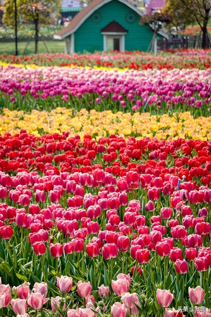 芬芳之人方能遇到芬芳之心，郁金香开成了荷兰花海