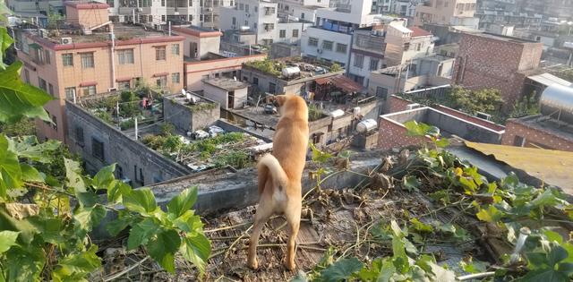 大年初一狗跑到床下不走,大年初一不小心把狗打死了