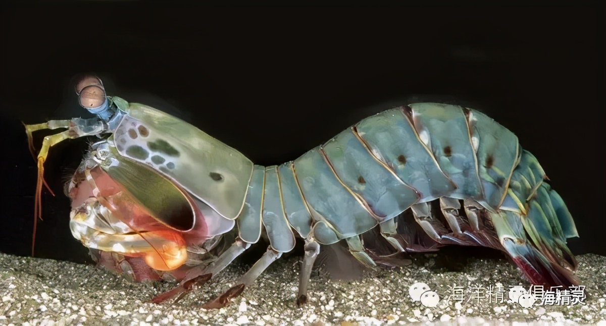 活石上不请自来的“偷渡客”，你们都是谁？