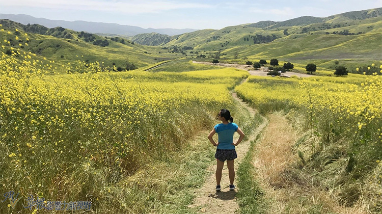 加州野花,加州野花的视频