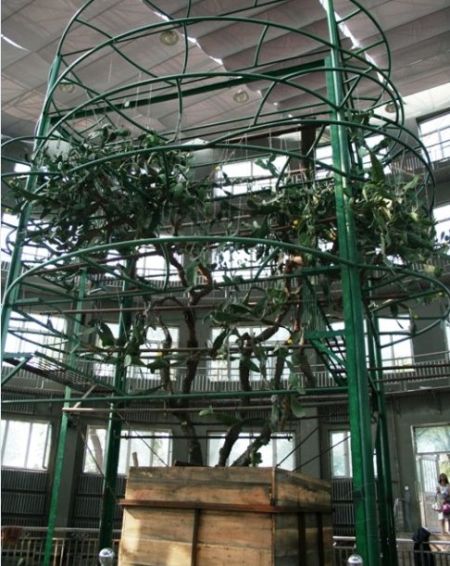 呼兰西岗公园百年仙人掌,呼兰百年仙人掌