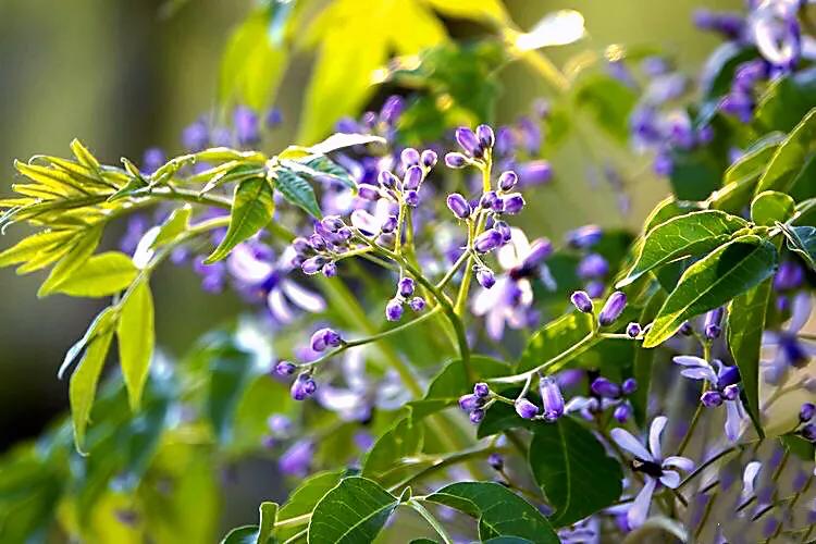 苦楝花盛开香气怡人,苦楝花的香气怎样形容