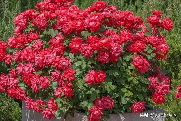 哪些月季品种抗病强,抗病性好月季有哪些