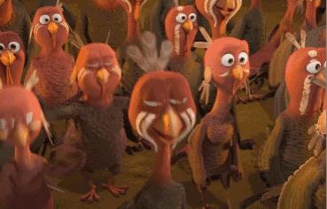 这个感恩节，我们来谈谈吉祥物火鸡~吧