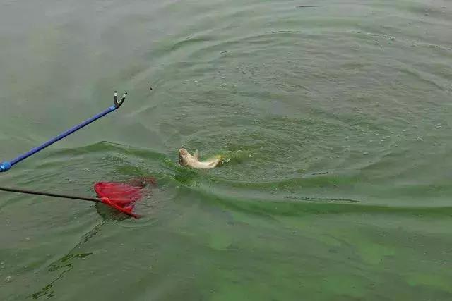 鱼线子线打结如何不卷曲,子线缠绕最简单解决方法