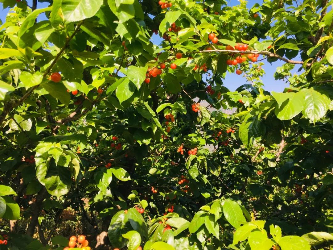 红了樱桃熟了,攀枝花樱桃上市
