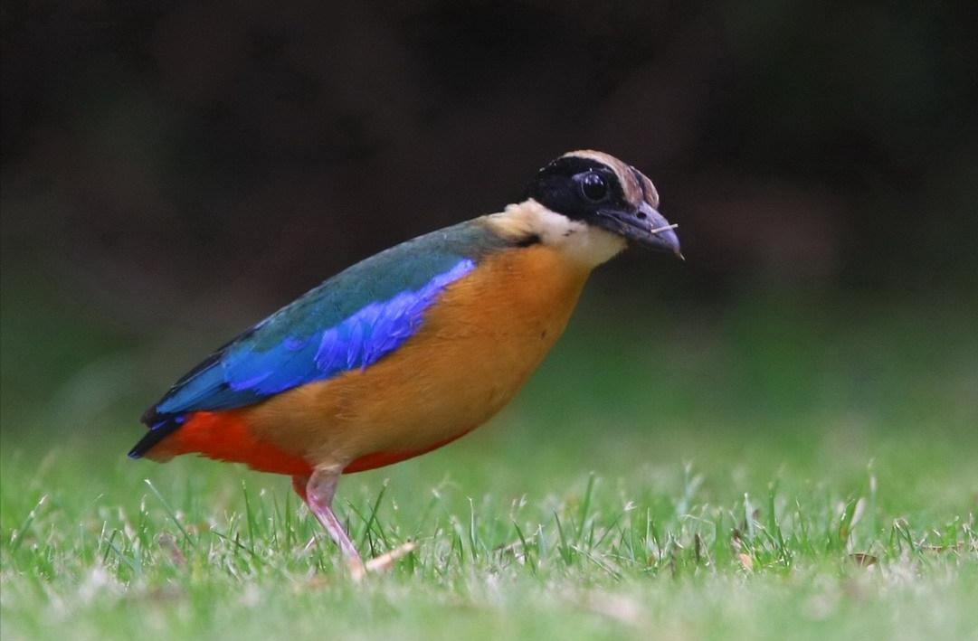 东江揽胜,惠州淡水常见鸟类图谱