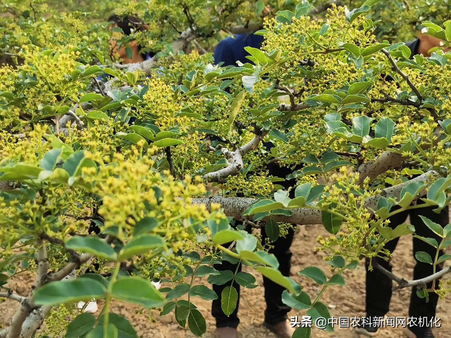 花椒大量落果怎么办,花椒树落果是怎么回事