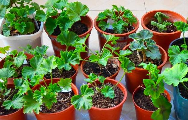 最好扦插的20种花,春天扦插就能活的5种花卉