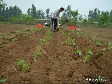 几月份栽种红薯,现在栽红薯早吗?5句种红薯的农谚,句句实用