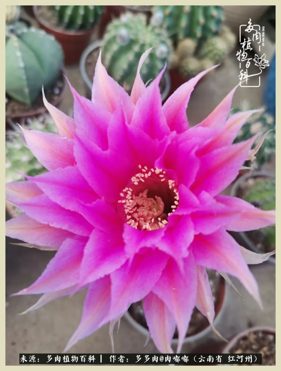 这个春天我们一起去赏花,这个季节我们一起去看花