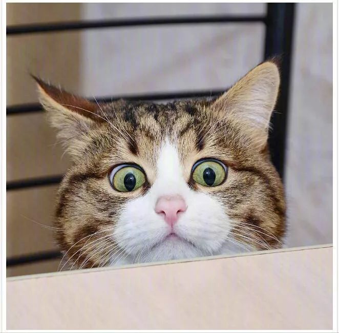 家里小猫咪害怕出门,平常特别怕人的猫突然溜出去了