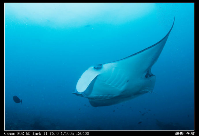 巨鲸轰炸机,鳐鱼战斗机