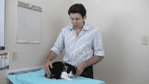 养了十多天的猫猫想抱它要怎么做,养了两年的猫怎么教