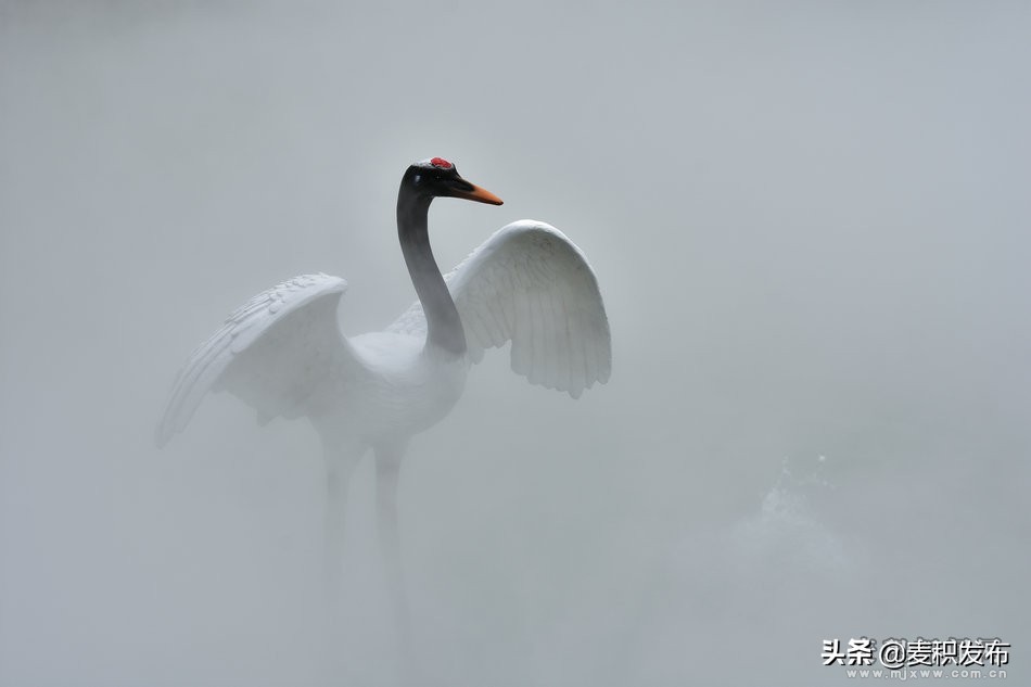 马跑泉公园有菊花展吗,庆祝菊花