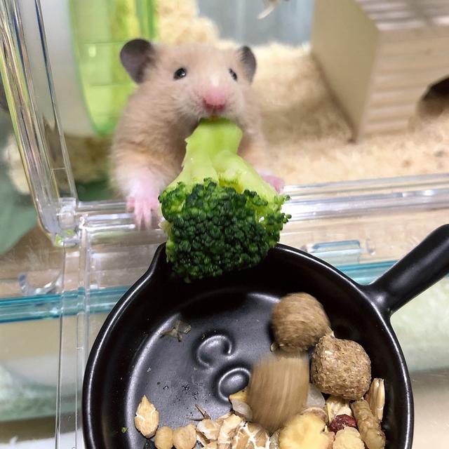 主人给小仓鼠们做饭吃,主人给仓鼠喂东西视频