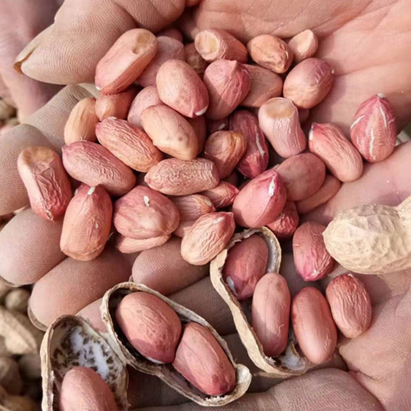 花生种抗重茬不死苗烂根产量高,花生种什么种子耐涝产量高