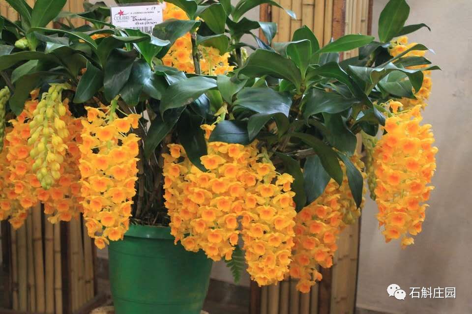 七彩石斛怎么养才能爆花,什么品种的石斛开爆花