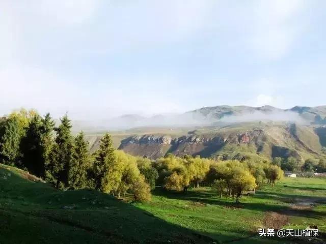 伊犁可克达拉草原,伊犁草原之旅