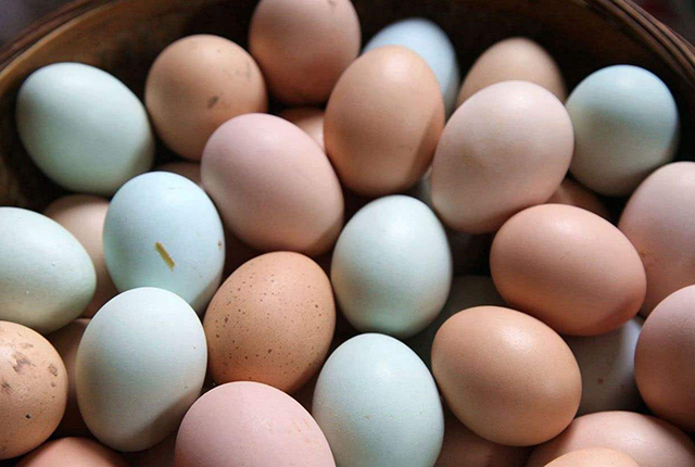 2万只土鸡一年利润多少,土鸡是怎样卖到1-2百块钱的