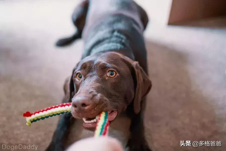 狗狗胀气有呕吐是什么情况,狗狗反刍式呕吐