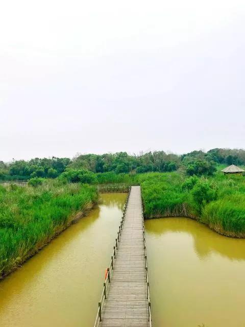 乡村散文:黄河鲤鱼