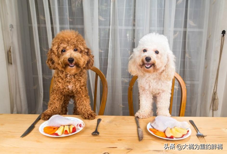 巨型贵宾犬的6个缺点你能接受吗,什么样的贵宾犬才是好贵宾犬呢