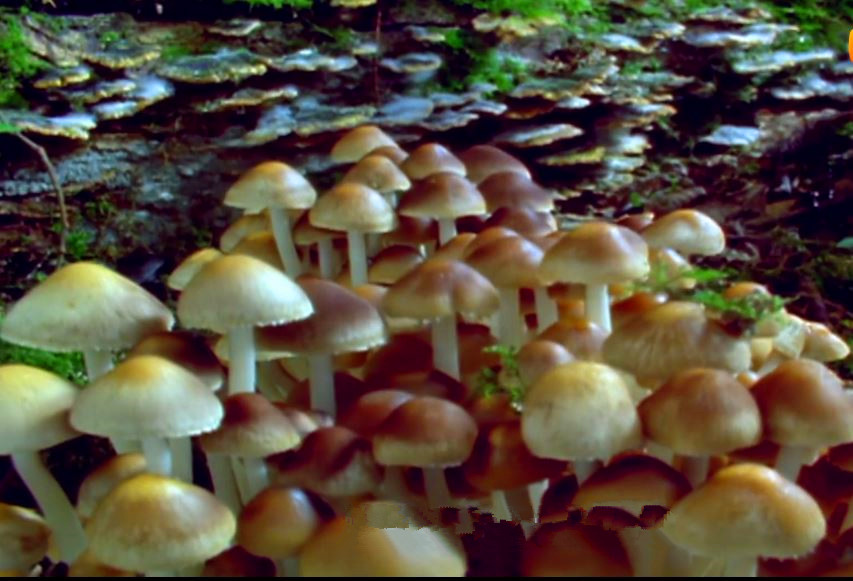 蘑菇是真菌还是植物,香气很浓的蘑菇叫什么菇