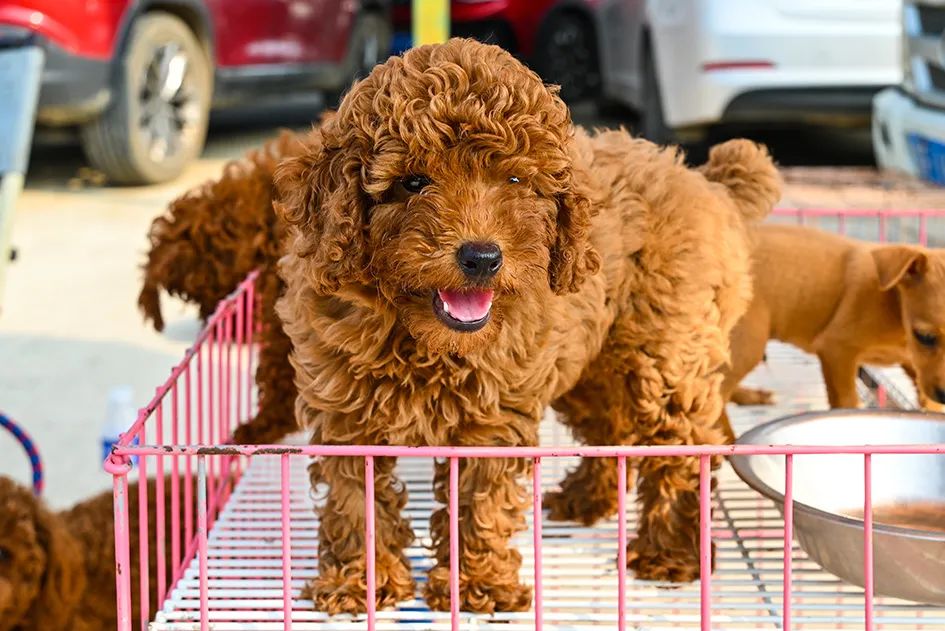 满满的烟火气逛大集真好玩,最值得逛的大集
