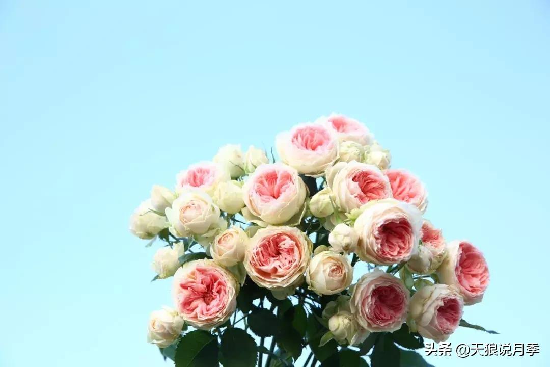 哪些月季品种抗病强,抗病性好月季有哪些