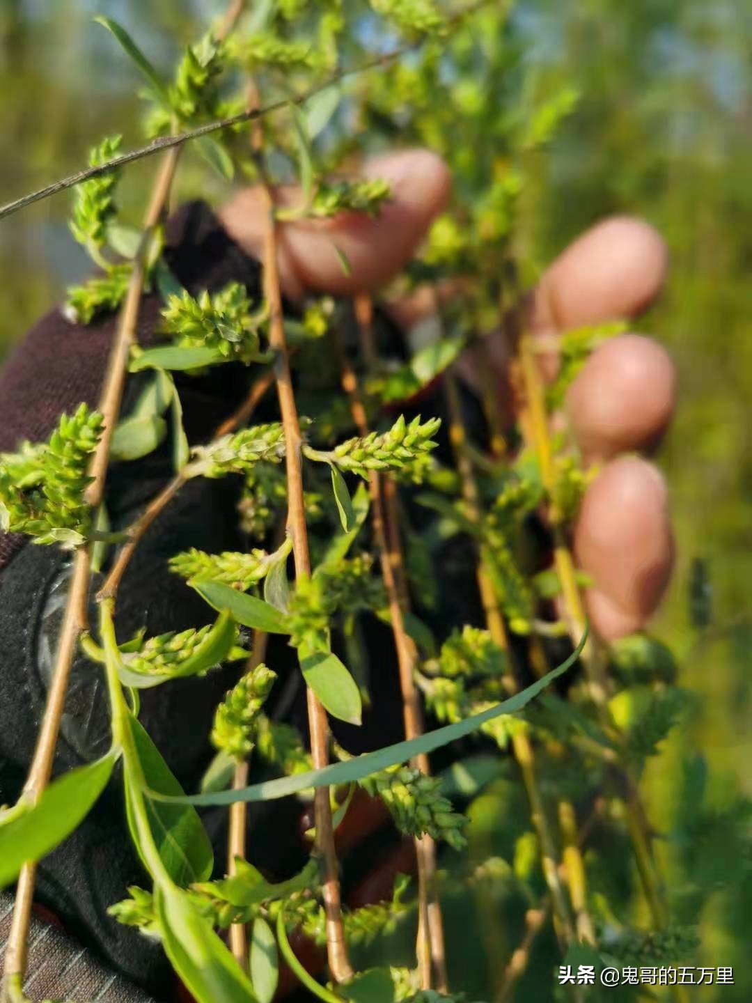 鬼哥的五万里D188骑记:众生度尽,方证菩提(青阳县-庐江县)