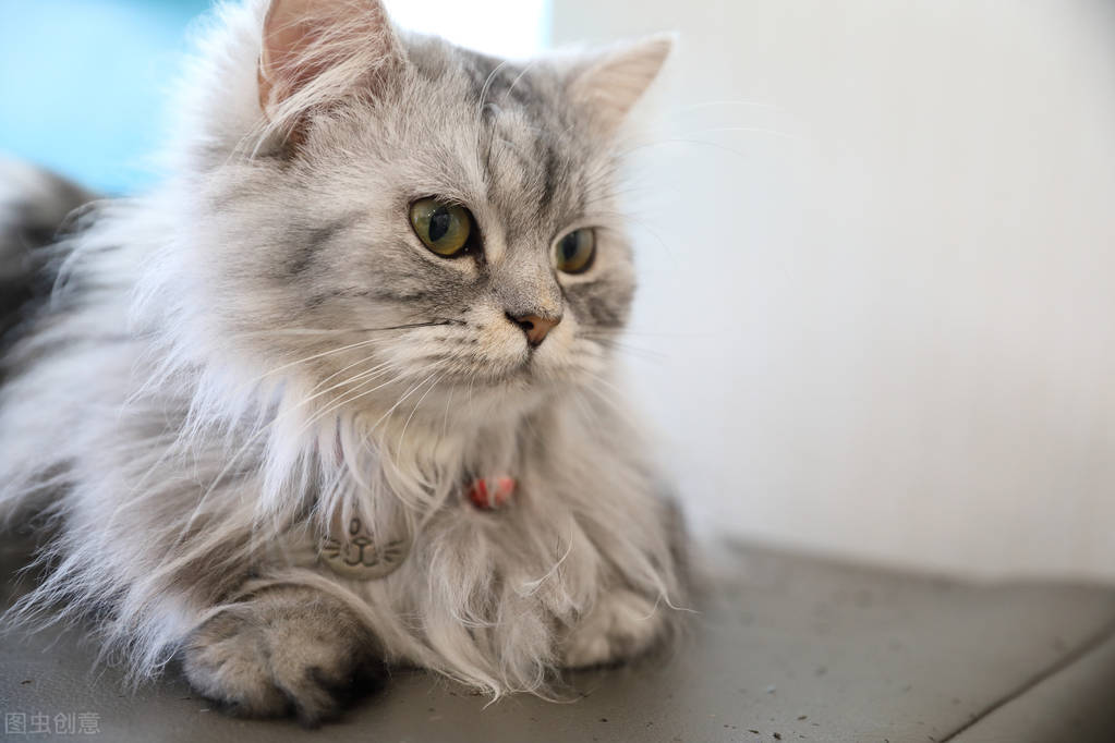 怎么让你家猫变得乖巧粘人爱抱抱,猫需要陪伴的时间大概多久