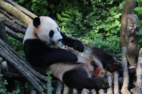 游红山动物园游览顺序,济南野生动物园和南京红山动物园