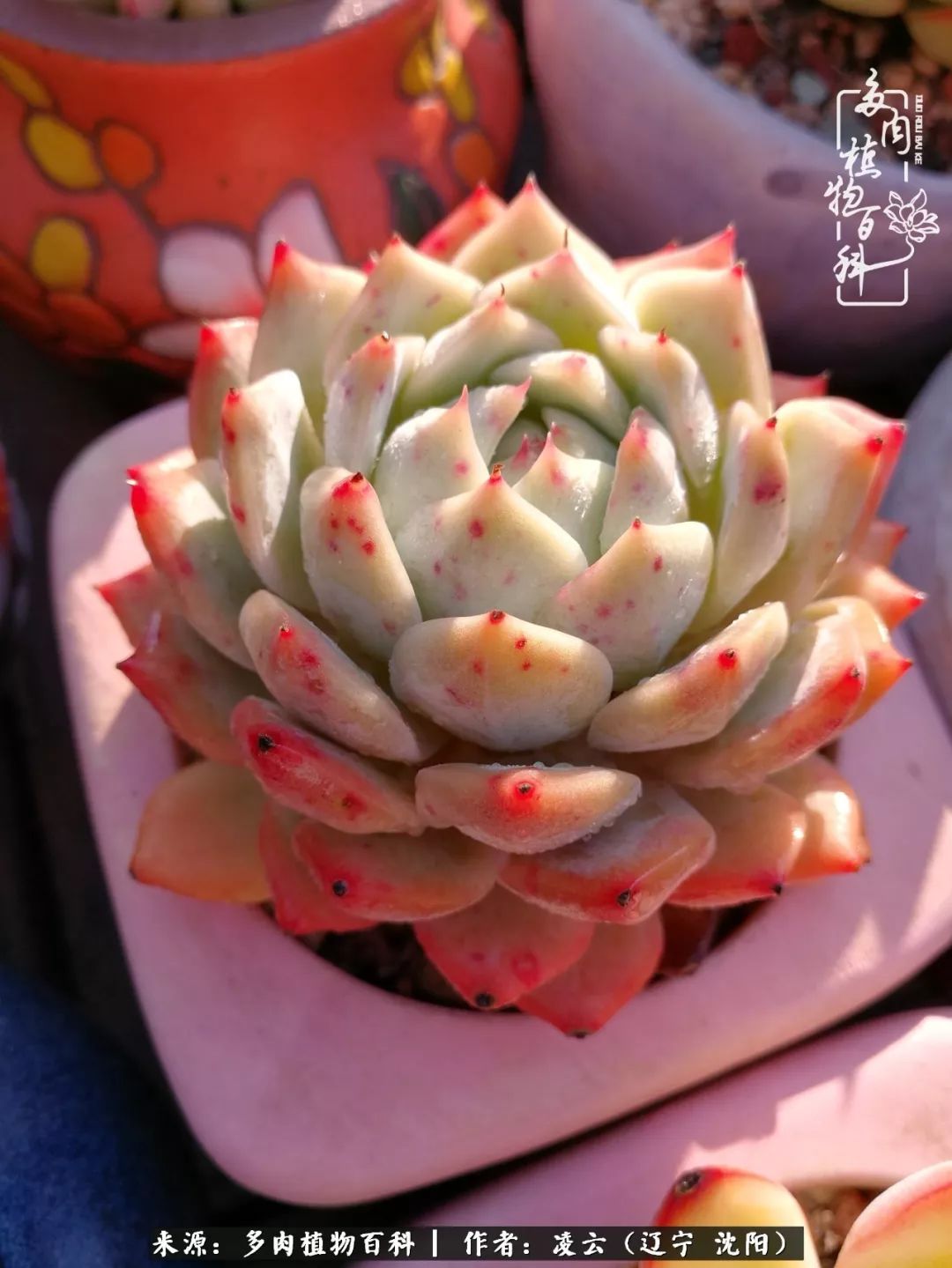 秋闲赏多肉，话育儿，亲生的自家娃，总有一刻让你怦然心动