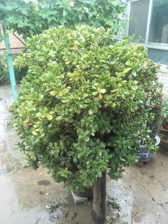 养芦荟变粗的技巧,芦荟玉树养殖方法