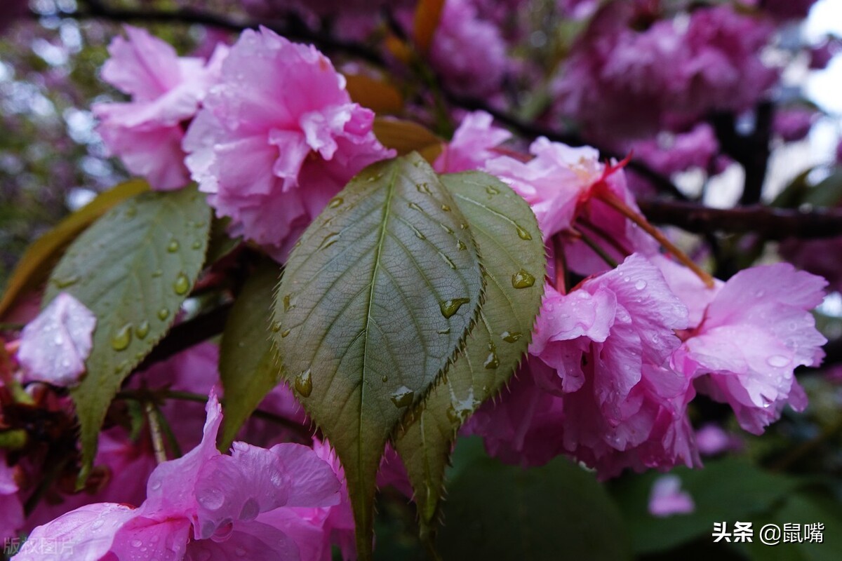 世说新语·咏雪译文,世说新语原文译文30篇