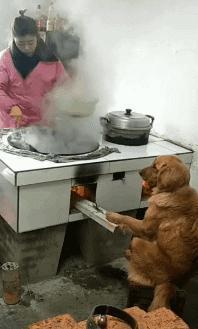 经典笑话大全关于动物,野外遇到老虎的笑话