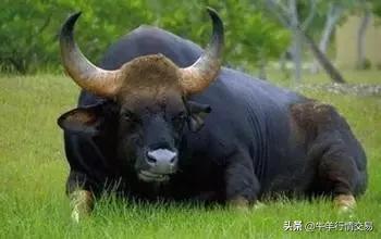牛常见品种有哪些,牛的品种介绍及图片