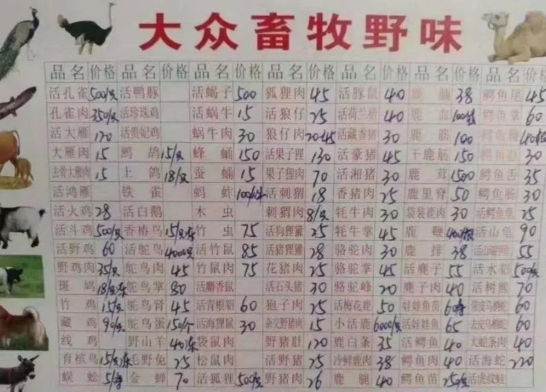 海豚“杰克”在暗礁海域为船只引航41年，爱让我们更懂得善待生命