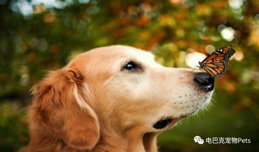 狗狗来了例假怎么办,狗狗姨妈期生理裤