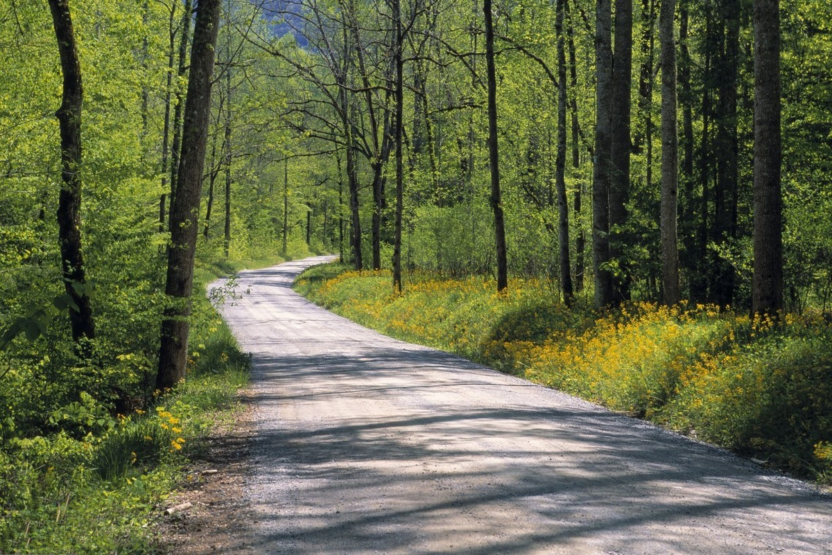 林木采伐怎么办理,耕地上树木采伐需要什么手续