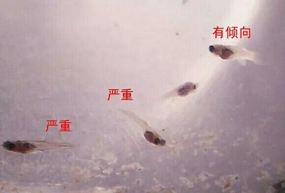 灭团最强的英雄,灭队高手