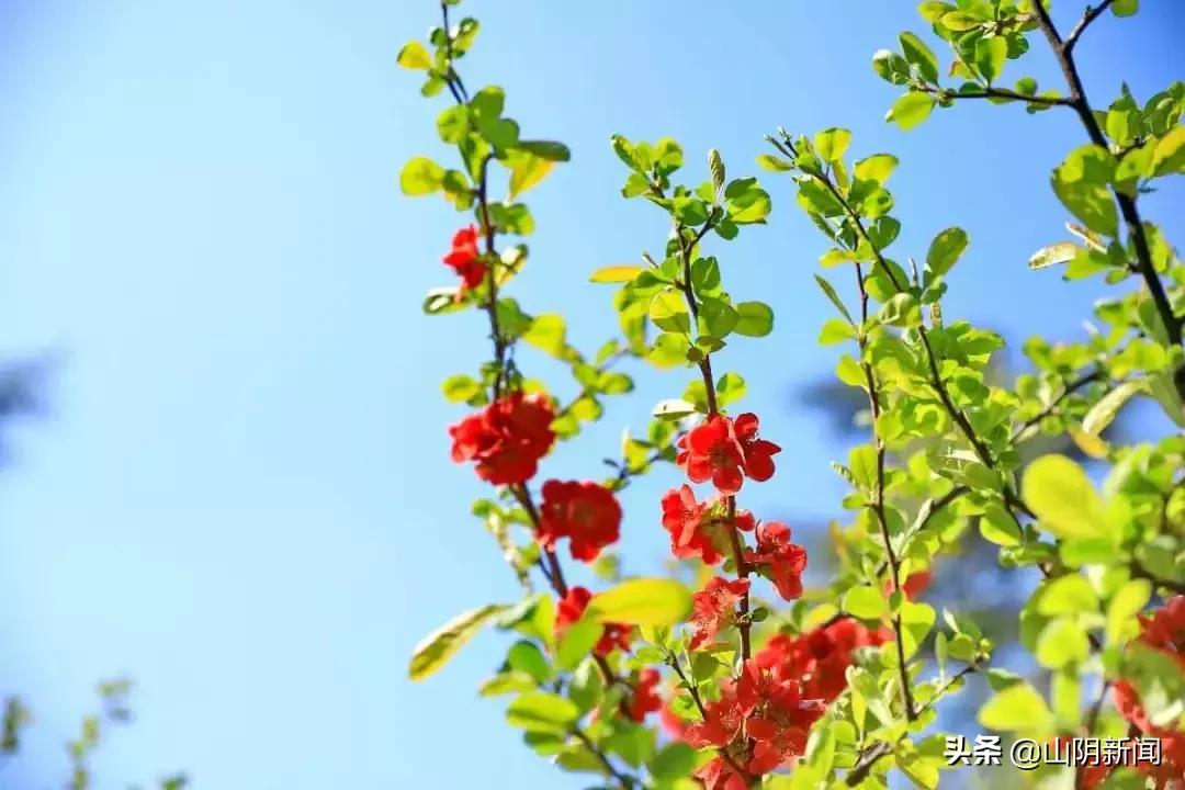 春天里最美的遇见歌曲,春天最美的文案就是油菜花