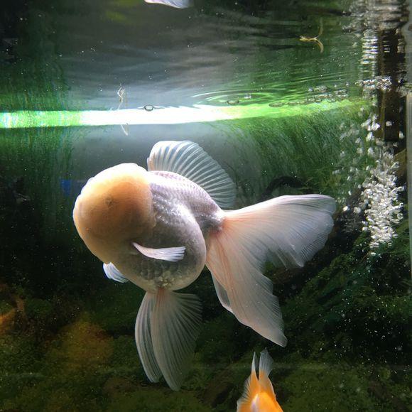 狮子头金鱼头太大怎么办,狮子头金鱼头有点发黑怎么办